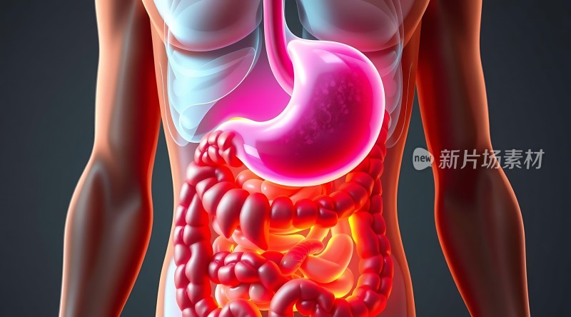 人体消化系统解剖图