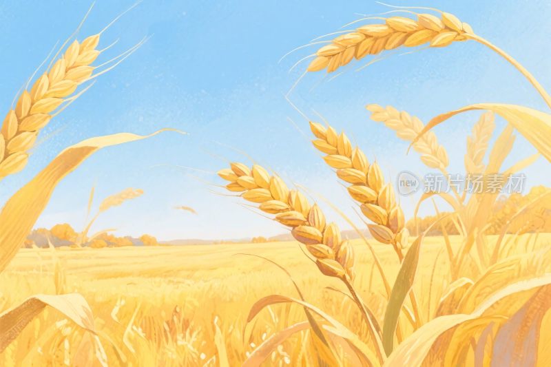 金黄麦田插画风景