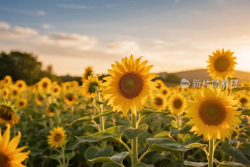 向日葵田园风光