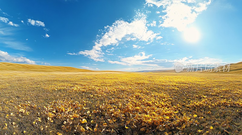 草原黄花风景