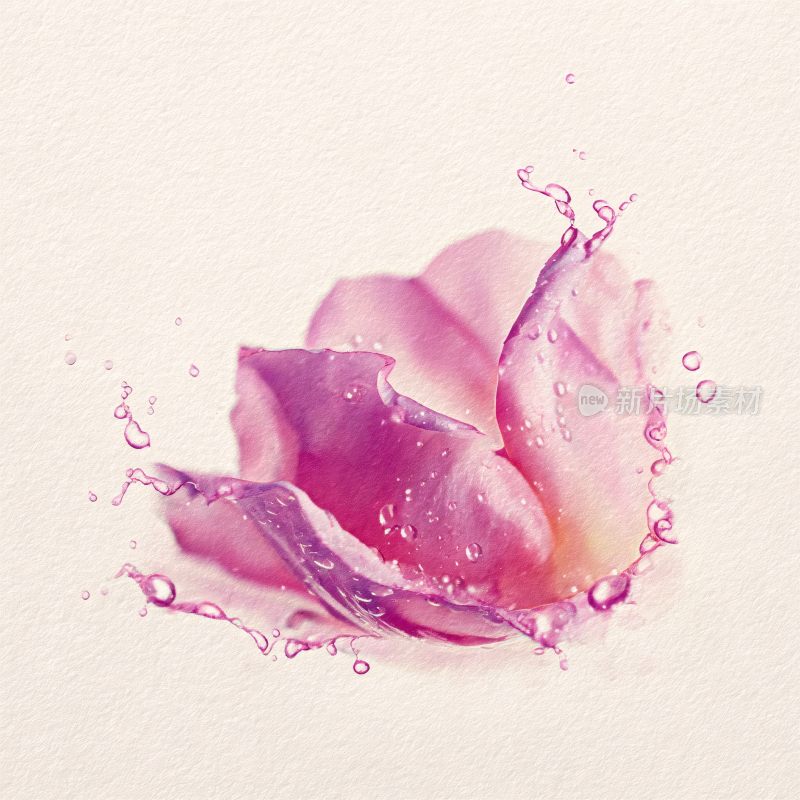 绽放玫瑰与飞溅水珠画面