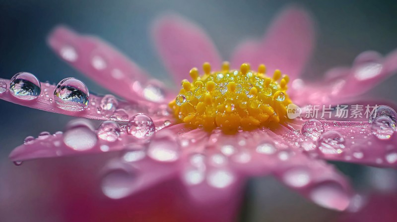 花瓣上雨珠