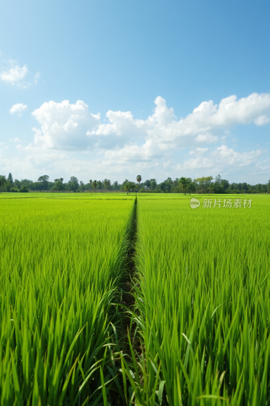 田野中央一条长长的草线背景图片