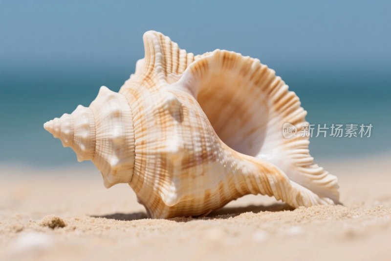 沙滩上的海螺特写