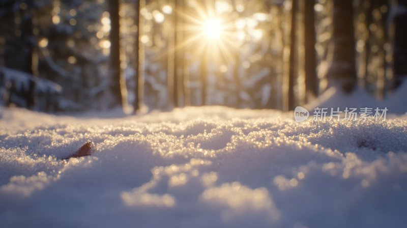 冬天树林冬季风景冬日雪景风光