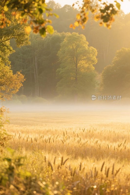 晨雾中的麦田风景