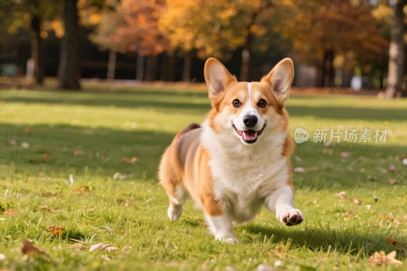 柯基在草地奔跑