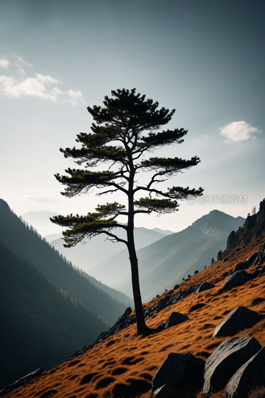 石山上一棵孤树一座高山清风景图片