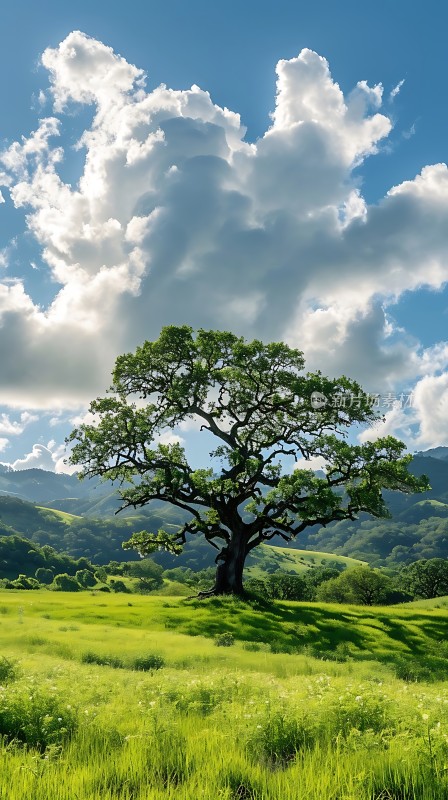 蓝天白云下的绿树草地