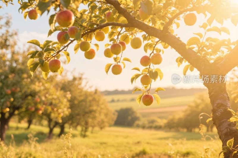 果园苹果树风光