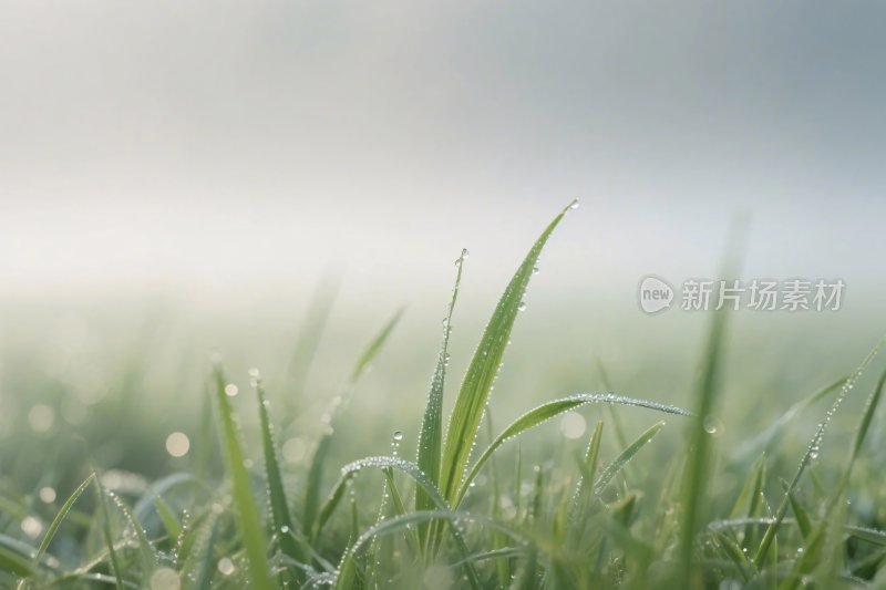 清新草地晨露