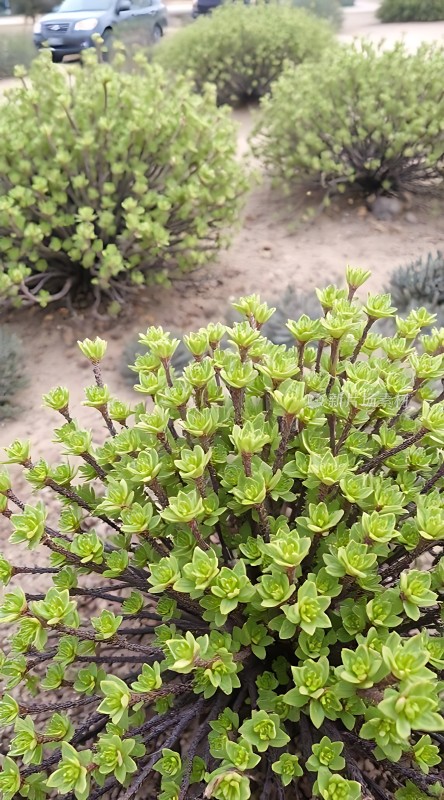 沙漠绿洲坚韧生命绽放