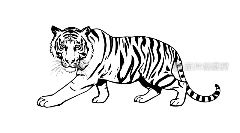 黑色线条勾勒出的威猛老虎图案