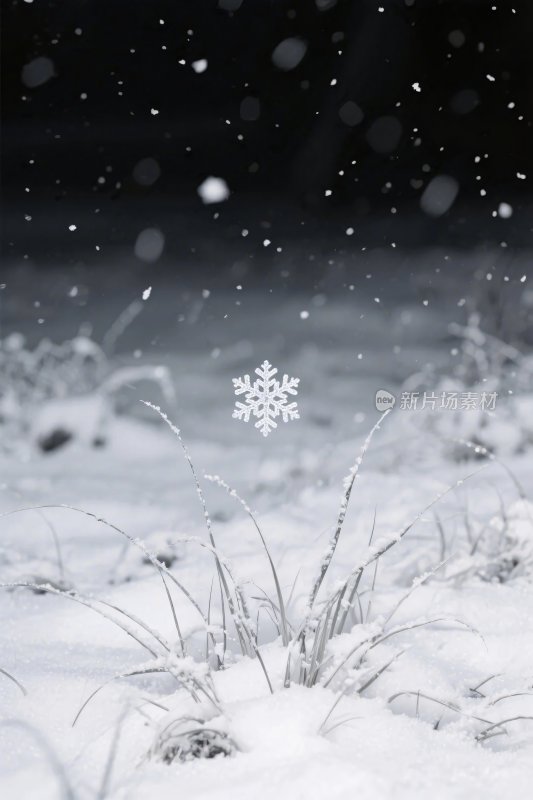 冬日雪景雪花草地