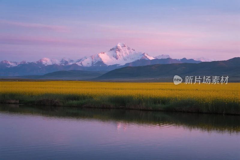 雪山花田自然风光