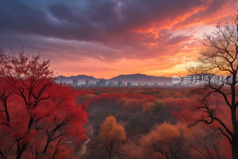 红叶树是城市高清风景风光图片