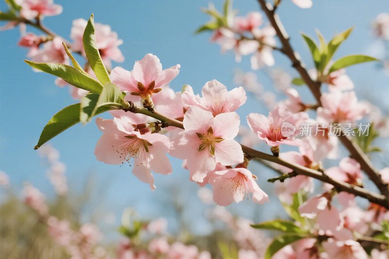 樱花枝头春景图