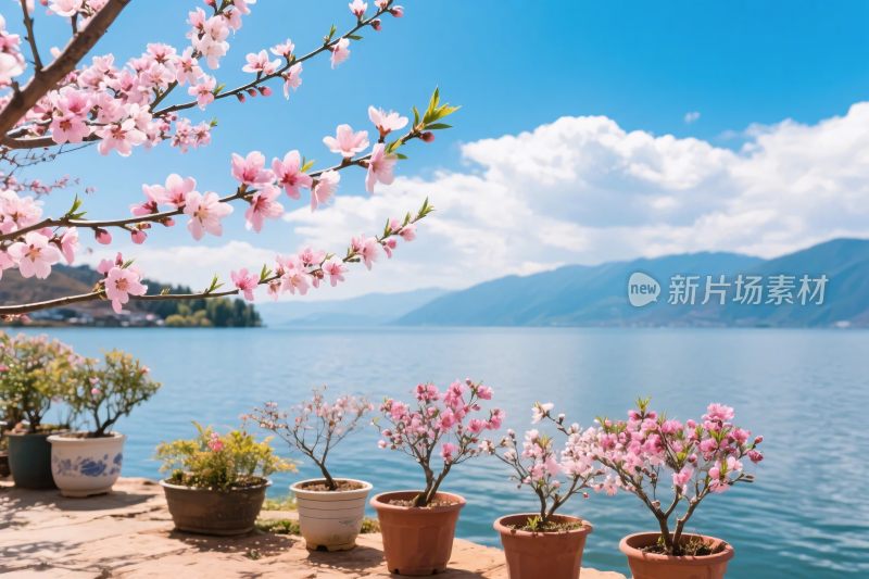 湖边桃花湖景图