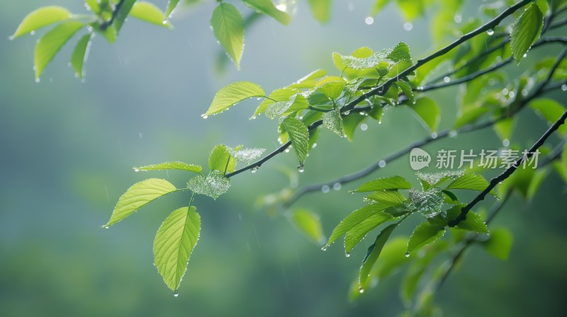 夏天植物谷雨