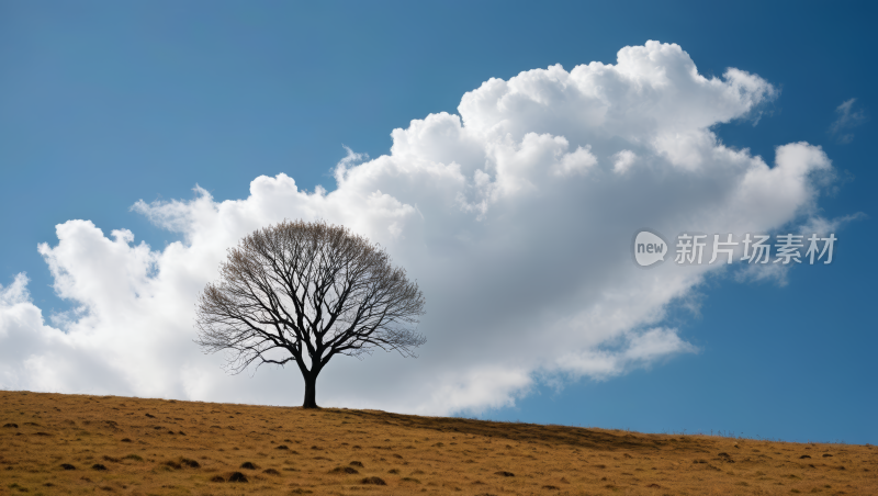 一棵树草地高清自然风光风景图片