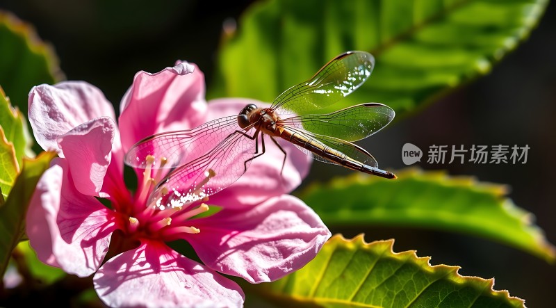 蜻蜓轻舞花间影