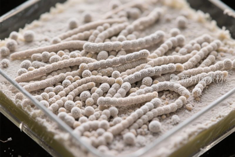 微生物培养特写图