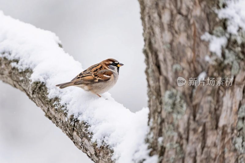雪中麻雀栖息场景