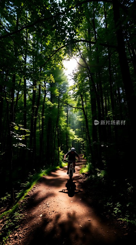 阳光下的骑行者森林小径上的冒险之旅