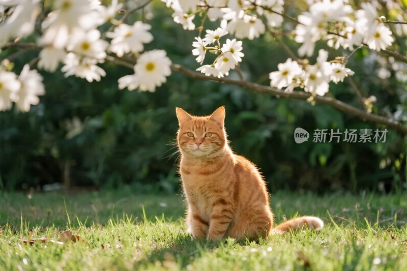 橘猫坐于花树下