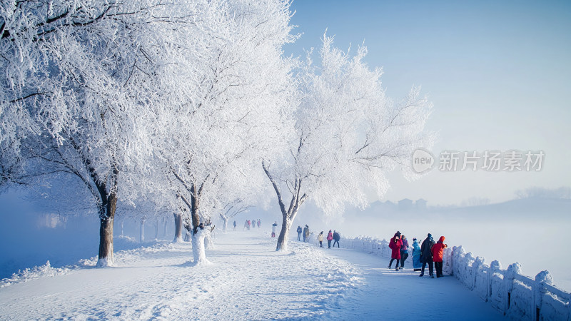 冬日白雪皑皑的雾凇美景