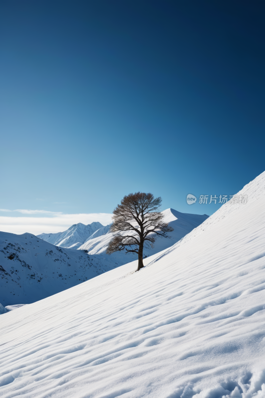 雪山上一棵孤树蓝天高清风景图片