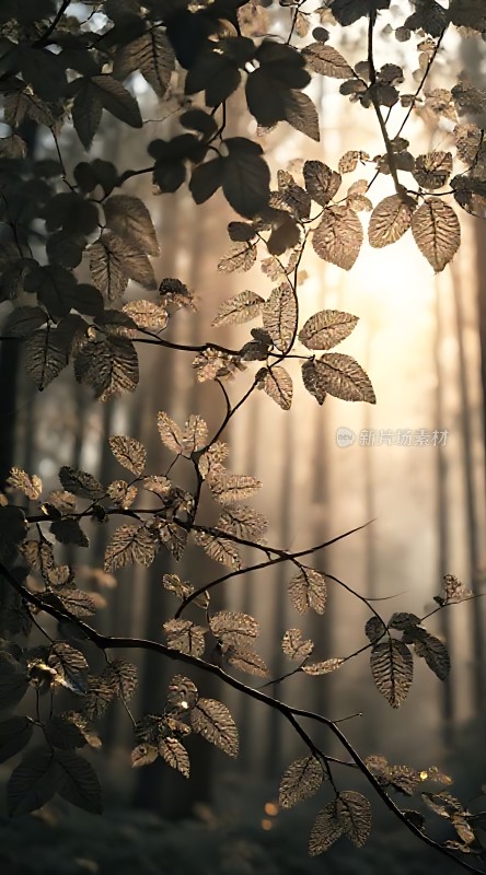 阳光下的森林秘境