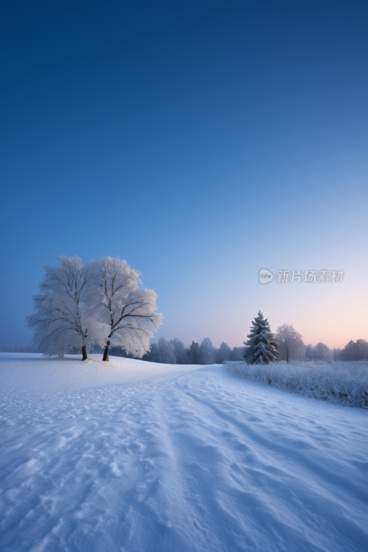 雪景田野中央一棵孤树高清背景纹理图片