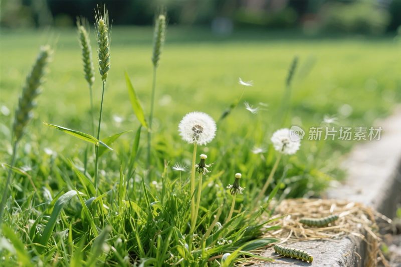 自然风景蒲公英麦草