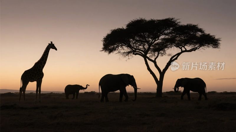 动物剪影自然风景