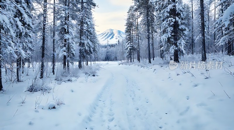 雪地松林小径静谧冬日风光