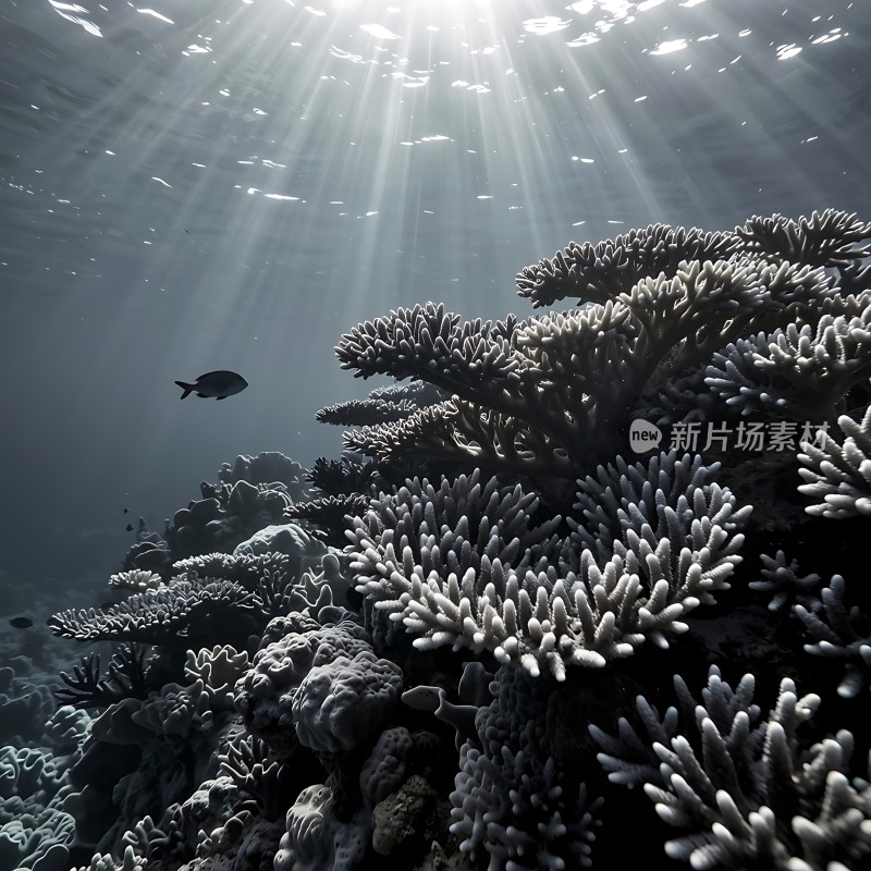 阳光下的珊瑚礁世界