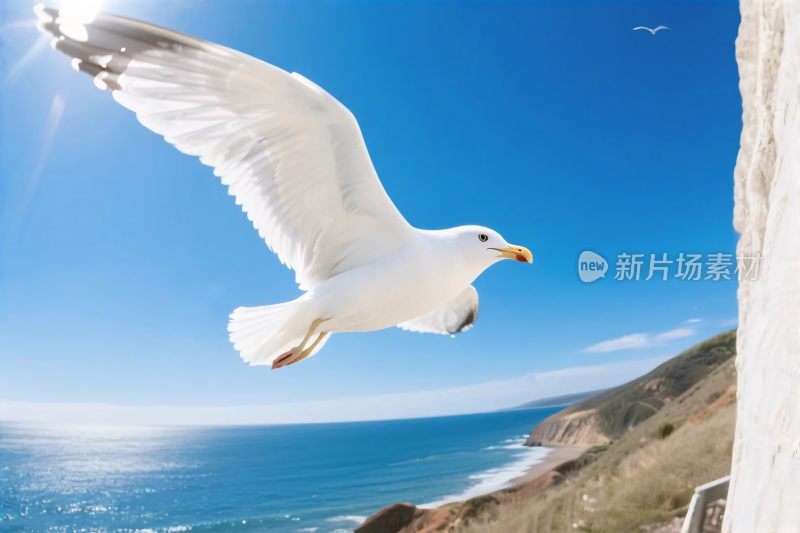 飞翔的海鸥与海岸风光