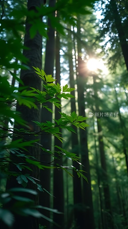 阳光下的森林秘境