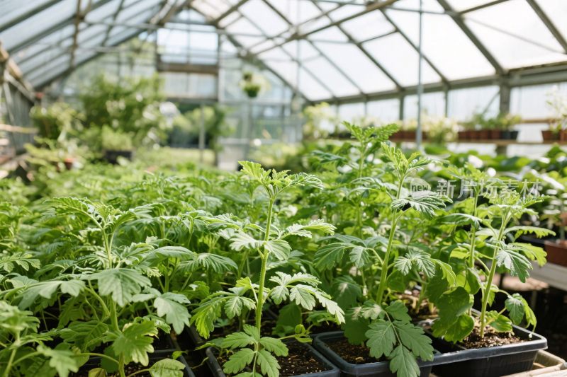 温室植物种植场景