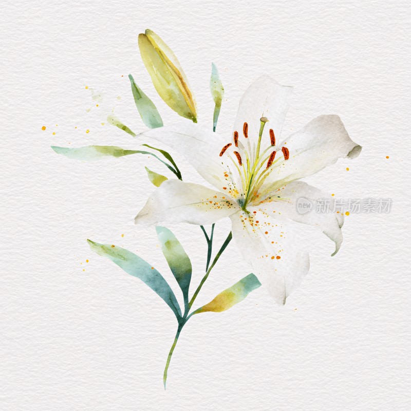 水彩风格白色百合花插画