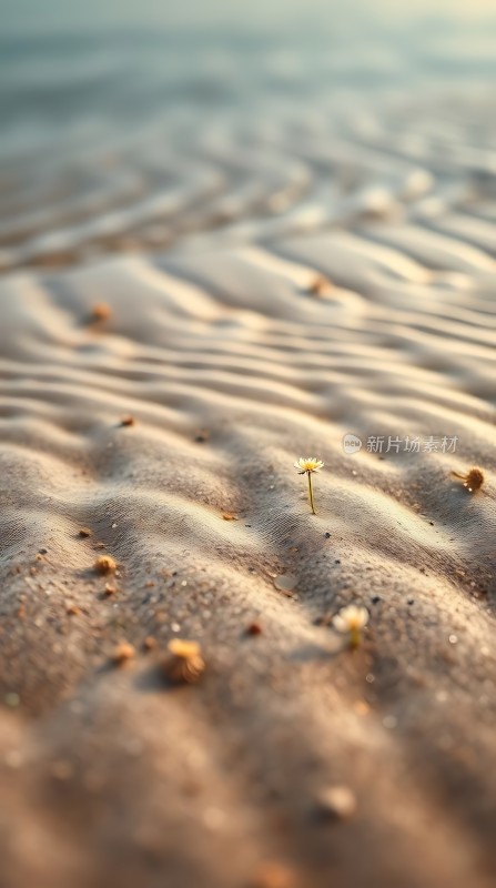 沙地上的顽强生命