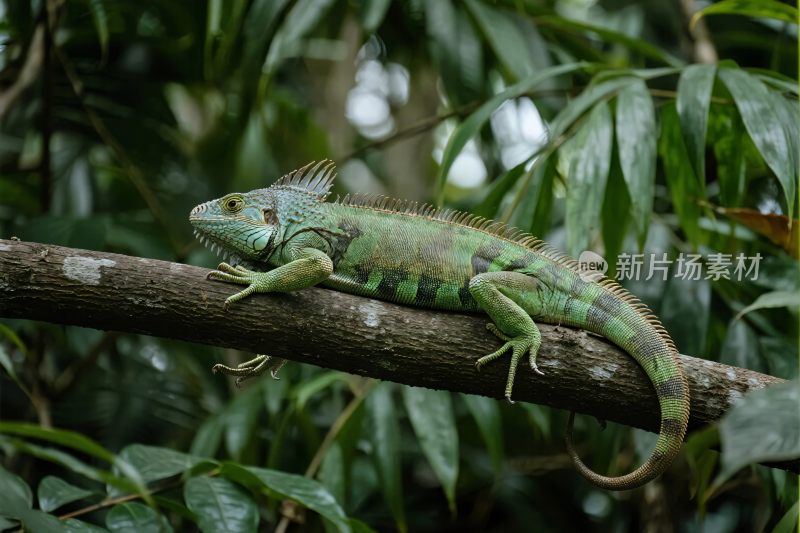 变色龙栖息在树枝上