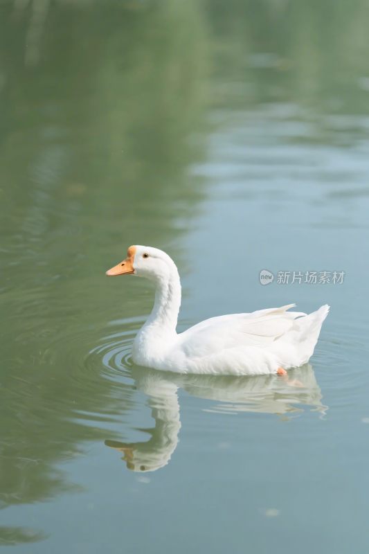 白鹅游水画面