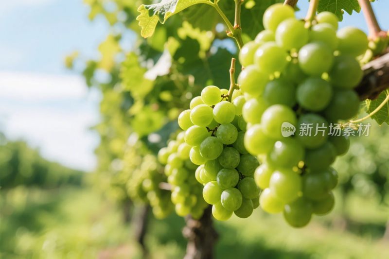 葡萄园翠绿葡萄图