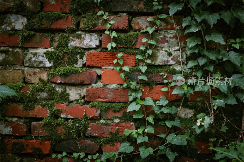 红砖墙与藤蔓苔藓
