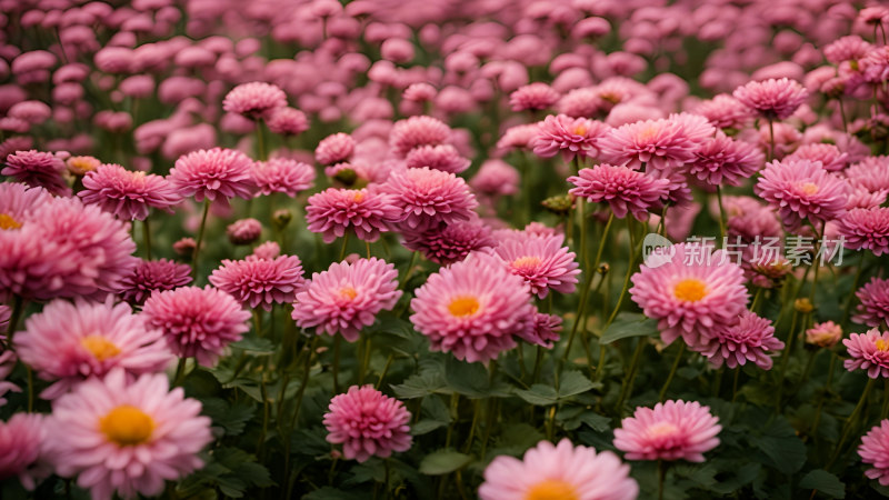 菊花照片秋天菊花海花朵花丛向日葵鲜花盛开