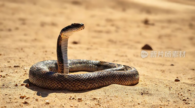 沙漠中的蛇影