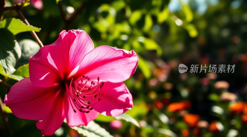 阳光下的粉红花朵绽放