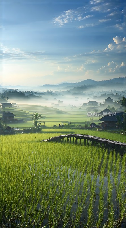 晨雾中的稻田风光